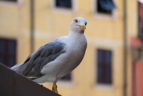 Friendly Seagull Posing