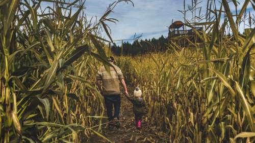 Man And Child Walk Through Corn Field Photo
