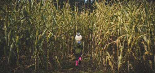Fearless Child In Corn Field Photo