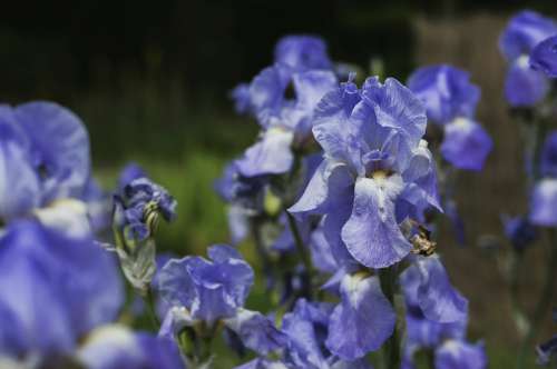 Droopy Blue Flowers Photo