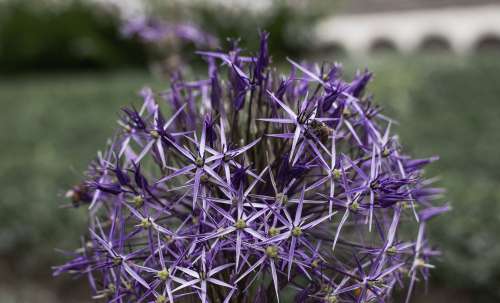 Spiky Purple Flower Ball Photo