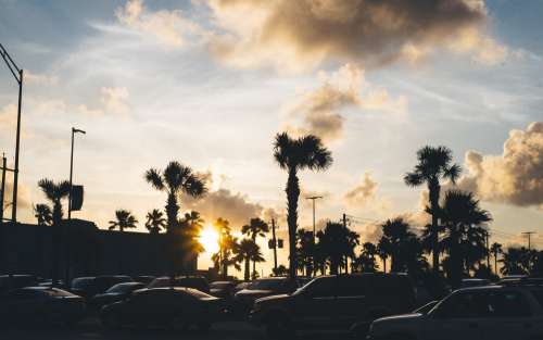 Silhouetted Palm Trees In Front Of Sunset Photo
