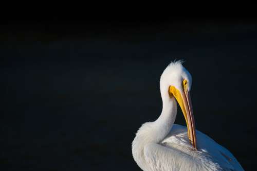 Resting Pelican Photo
