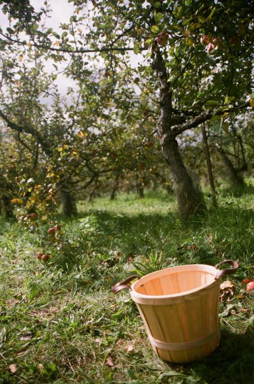 An Apple Basket Sits Empty Near An Apple Tree Photo