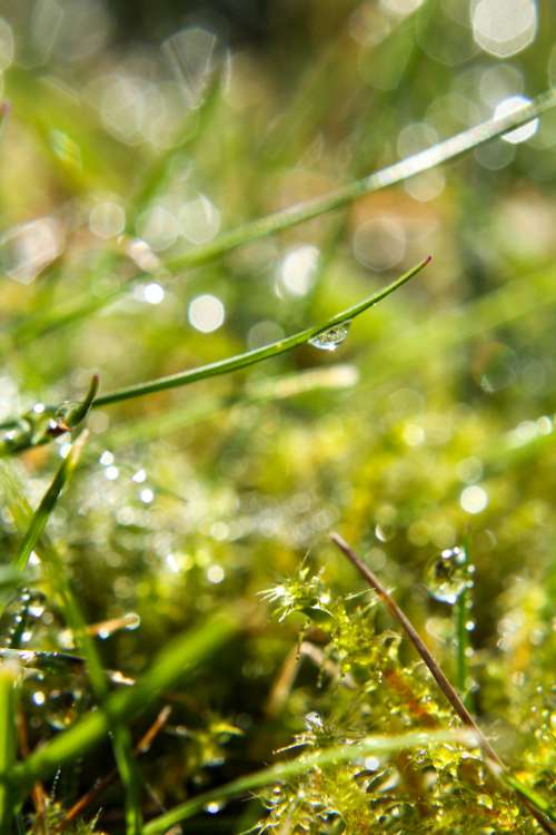 Dew Drop On Grass Photo