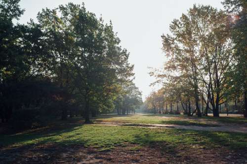 Misty Morning Trees Photo