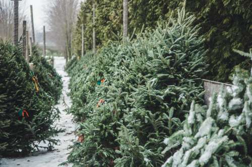 Christmas Trees For Sale Photo