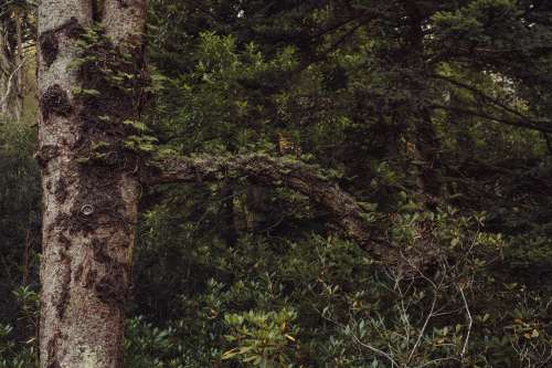 Gnarly Rhododendron Tree Photo