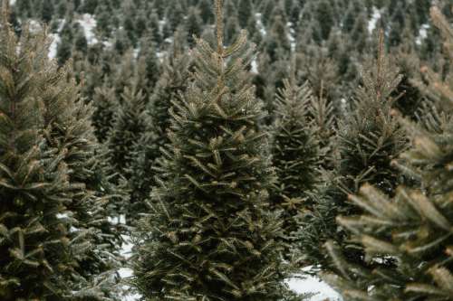 Perfect Christmas Pine Tree Photo