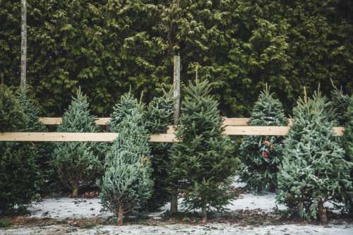 Christmas Pines For Sale Photo