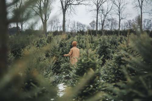 Christmas Tree Search Photo