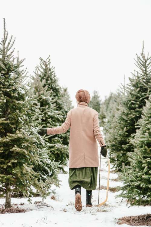 Christmas Tree Selecting Photo