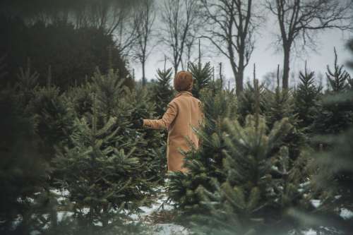 Holiday Season Tree Selection Photo