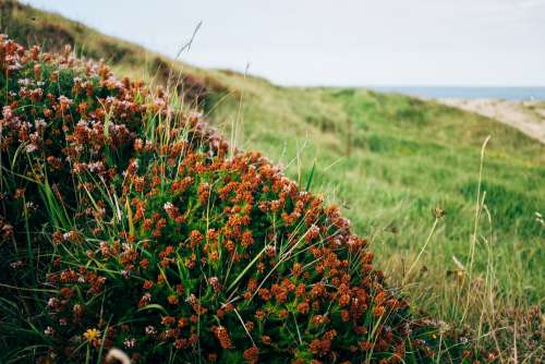 A Bush Of Furry Bulb Plants On A Hillside Photo