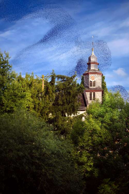 Bird Swarm Above Old Building In The Forest Photo