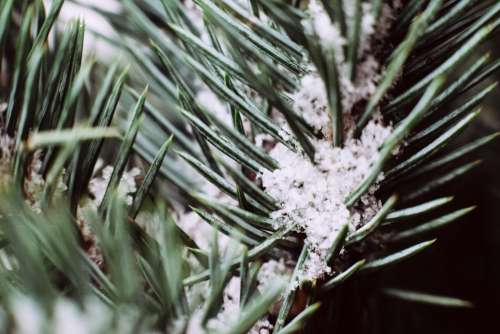 Snow covered spruce branch closeup