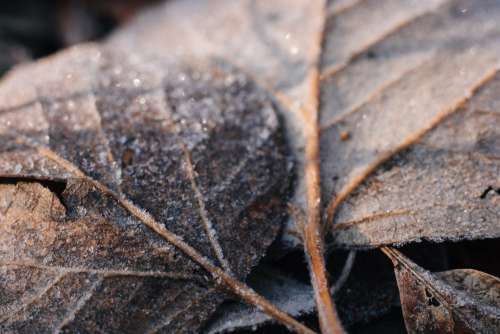 Frosted leaves closeup 2