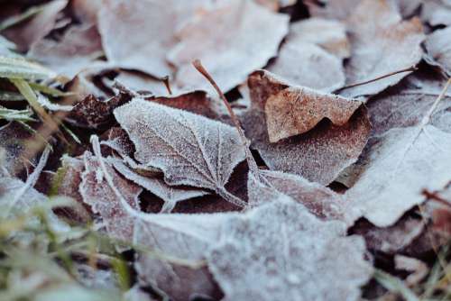 Frosted leaves 2