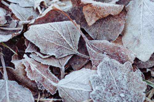 Frosted leaves