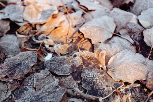 Frosted leaves 6
