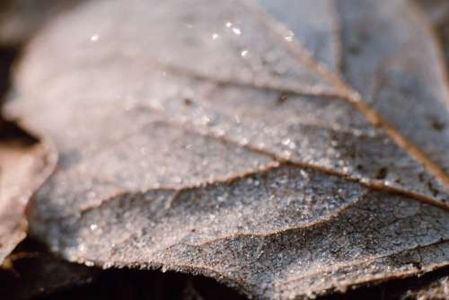 Frosted leaf closeup 2