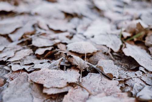 Frosted leaves 4