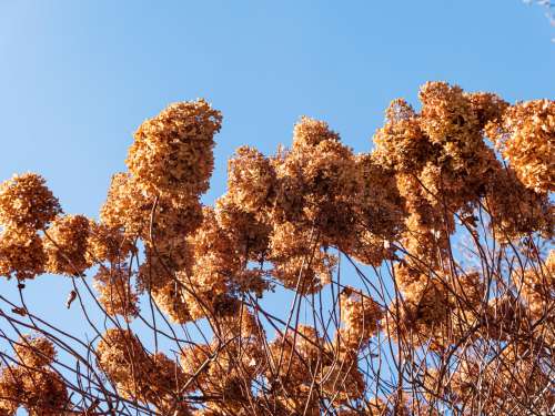 Pink Flowers Under Blue Sky