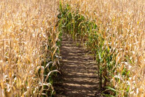 Corn Field Path Free Photo