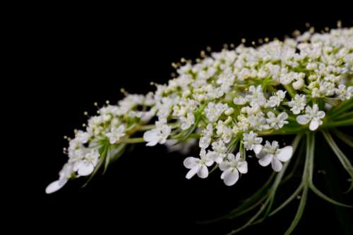 White Flowers Isolated Free Photo