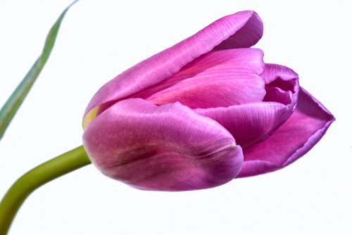 Single Pink Tulip Free Photo