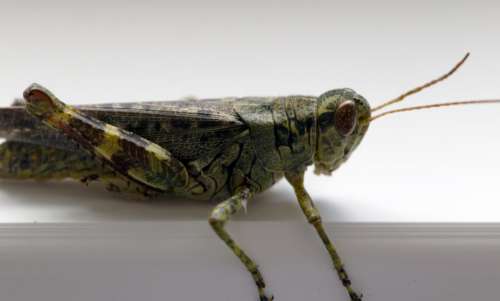 Grasshopper Macro Free Photo
