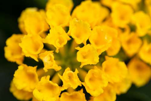Small Yellow Flowers Free Photo