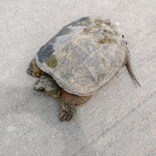 Tortoise on the Sidewalk