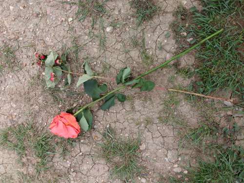 Wilted Rose on the Ground