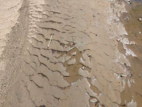 Ripples in the Mud
