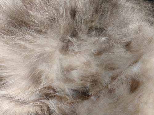 Kitty Belly Fur Texture
