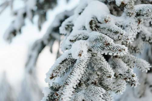 Tree Under The Snow in Winter Free Photo