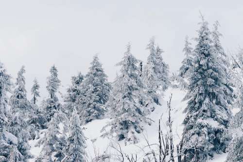 Winter Forest Under Heavy Snow Free Photo