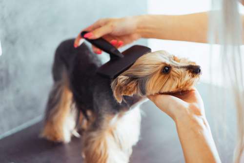 Combing The Head of Yorkshire Terrier Free Photo