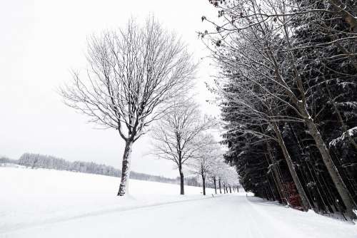 Empty Snowy Road Free Photo