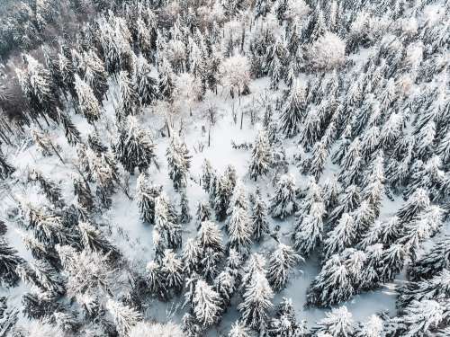 Snow Forest Aerial Free Photo