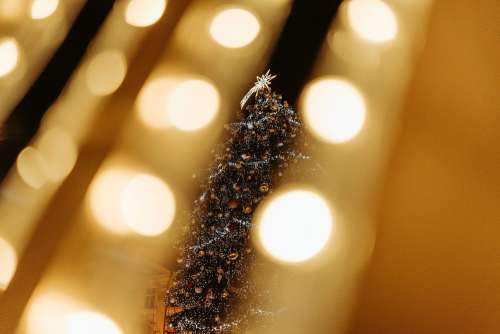 Christmas Tree in Prague Christmas Market Free Photo