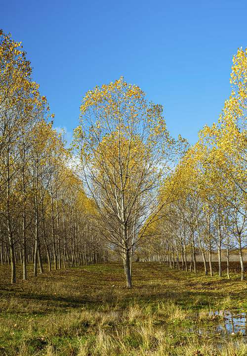 Trees Yellow Autumn Landscape Leaves Color Bright
