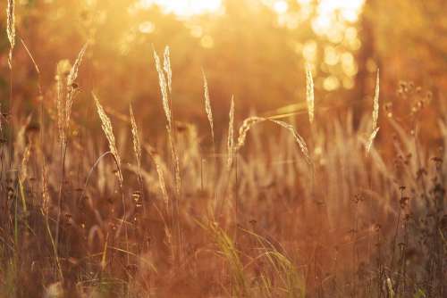 Nature Grass Sun Słońce Sunny Łąka Bokeh Meadow
