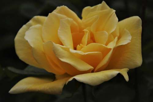 The Smell Of Blooming Rose Yellow Blooming