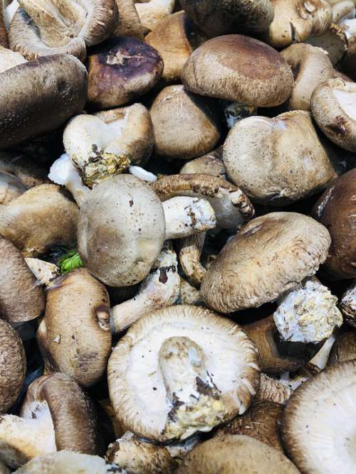 Mushroom Food Cooking Edible Nature Fresh