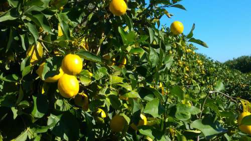 Garden Agriculture Lemon