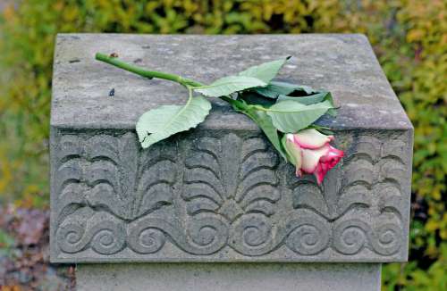 Trauer Rose Totensonntag Gedenken Verstorbene