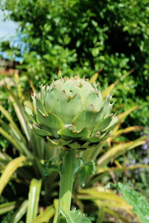 Globe Artichoke Artichoke Vegetable Food Plant