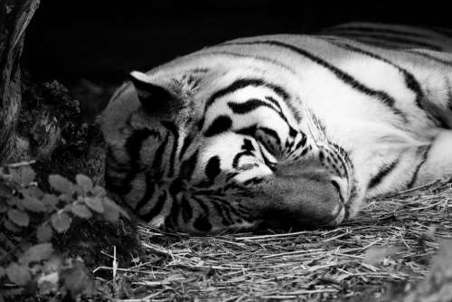 Tiger Zoo Animal Cat Nature Dangerous Carnivores